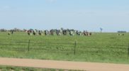 Il Cadillac Ranch